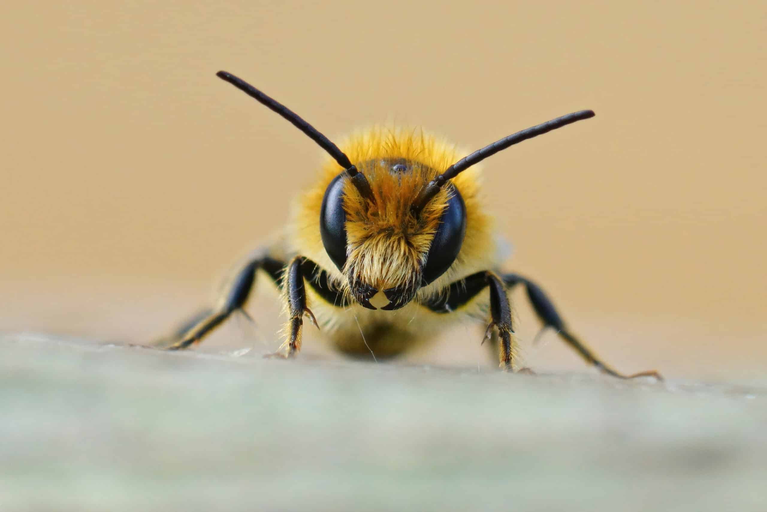 Frontal closeup on a male Jersey Mason Bee, Osmia niveata sitting on wood